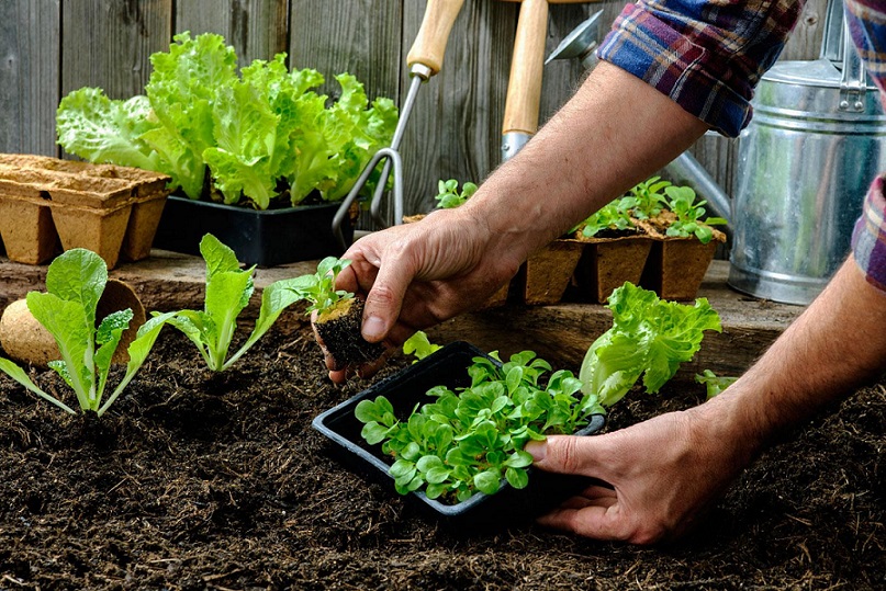 planting garden