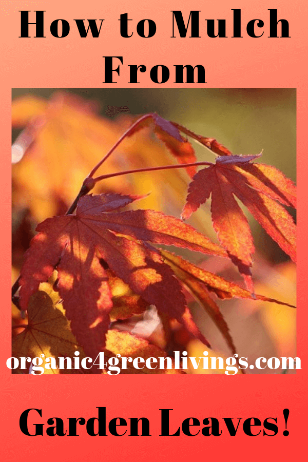 How Mulch from with green leaves
