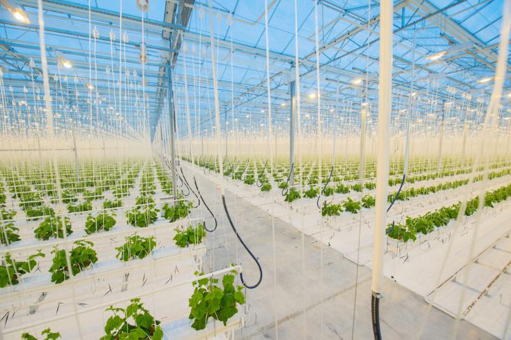 smart greenhouses