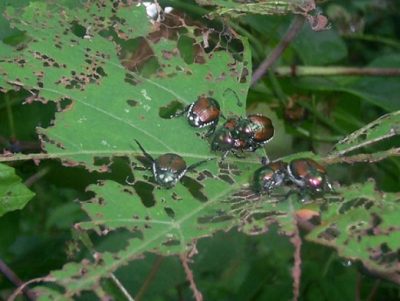 japanese-beetles-on-wild-grape-vine-725x544