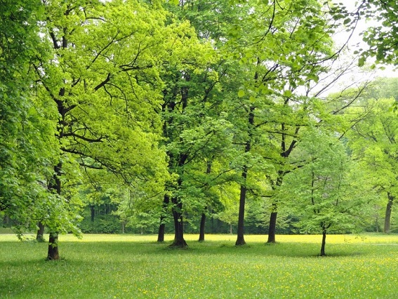 trees-park-outside