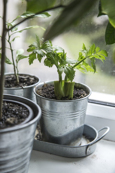 Winter indoor gardening