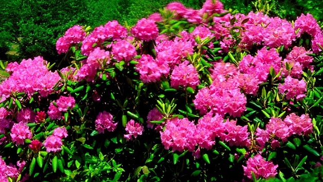 garden guide