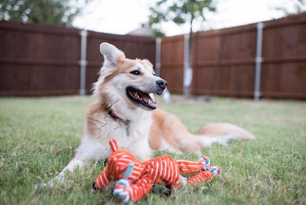 tips for pet friendly backyard