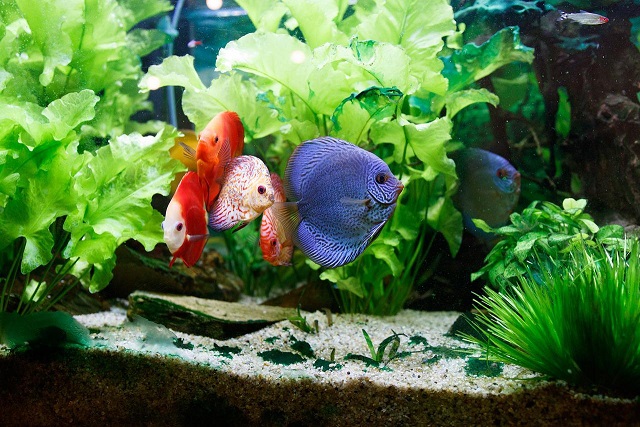 Hydro Fish Tank